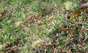 Sitting in the Middle of a Massive Caribou Migration