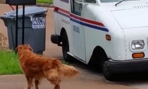 Golden Retriever dog waits patiently to pick up the mail
