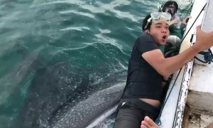 Friendly Whale Shark Causes Skittish Man to Cling to Boat