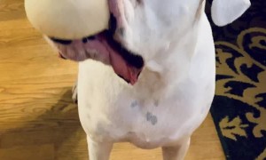 Altoid and His Favorite Ball