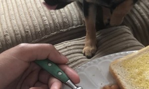 Adorable Chihuahua Brothers Growl Over Baked Beans