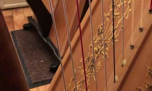 Cat Plays the Harp