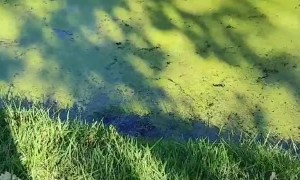 Captive Frog Frog Screeches to Secure Release