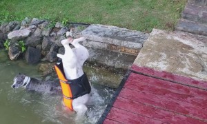 Fails To Make You Laugh