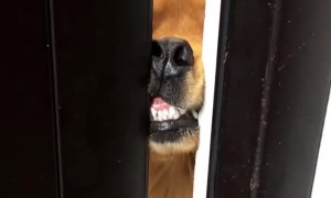 Baco the Golden Smiling at Personal Coach