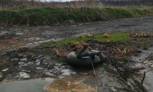 Rescuing a Dog Stuck on a Swampy Island