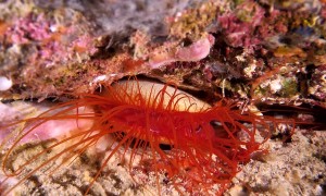 Electric Clam Sneezes