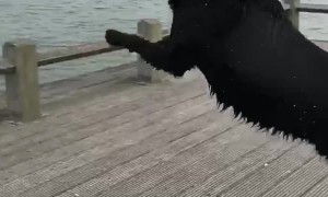 Doggo Doesn't Quite Make the Jump