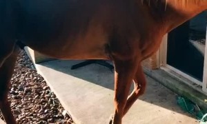 Horse Hangs Around for Morning Feed