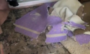 Dog Blocks Door to Hide Carpet Destruction