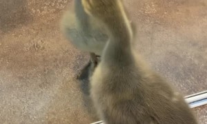 Goose Gets Snappy With Reflection
