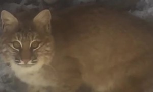 Bobcat Comes in Close for a Visit