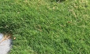 Ducklings Rescued From Storm Drain