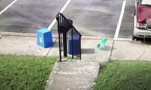 Hawk Misses by a Hare