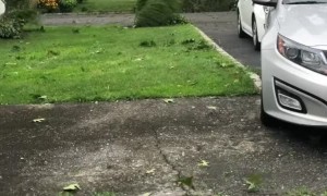Tree Collapses Over Powerlines During Huge Storm
