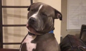 Tired dog fighting sleep is all of us on Monday morning