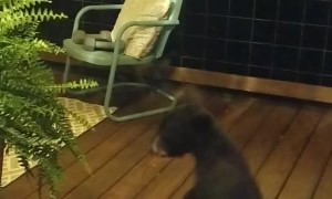 Bear Cub Gets in Trouble with Momma