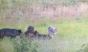 Wolf Pack Chases Grizzly Bear