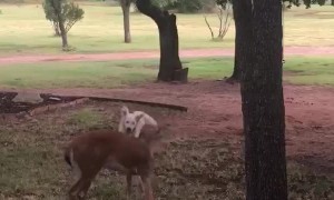 Doggy and Deer Playing Together