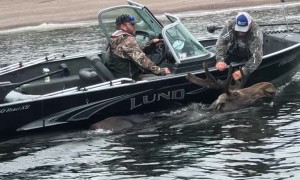 Moose Swimming in Circles Saved by Good Samaritans