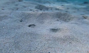 Sultan of the Sands Rises from the Sea Floor