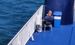 Stealthy Seagull Swoops in for a Bite