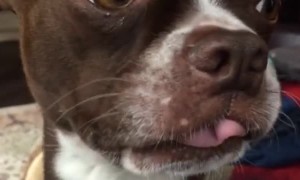 Boston Terrier Is Sorry for Eating Duck's Food