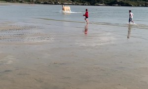 Unexpected Animal Emerging from the Sea