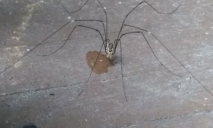 Daddy Long Legs Drinks a Droplet