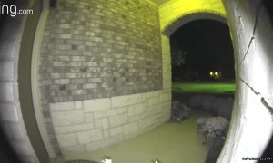 Lizard Tail Triggering Ring Camera