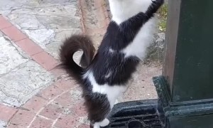 Cat Asks for Drink from Fountain After Ban