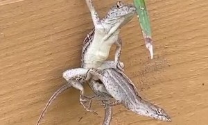 Craziest Anole I’ve Ever Seen