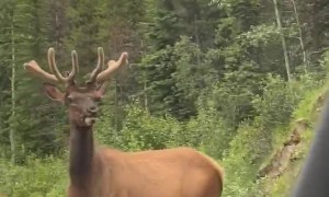 Elks Have The Right-of-Way in Jasper Canada