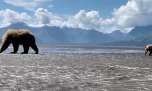 Mama Bear and Cubs Dig for Clams