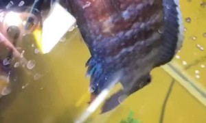 Saving Stalin the Fish