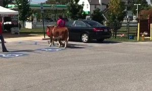 Taking a Bull Feed Shopping
