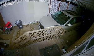 Hungry Bears Have a Heated Moment