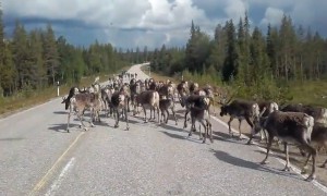 Herd of reindeer take over road and block traffic