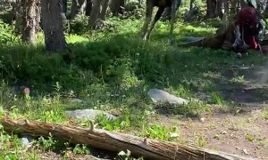 Bull Moose Trot through Campsite