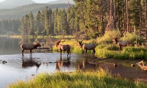 Elk Herd Wander into Beautiful Rock Mountain Sunrise