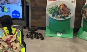 Family of Ducks Stroll through Shopping Center