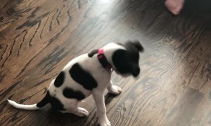 Puppy Ringo Gets a Collar