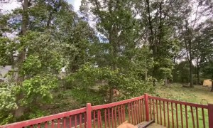 Strong Windstorm Snaps Tall Tree