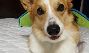Corgi demonstrates flying power from his new wings