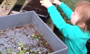 Toddler Trips while Tending to Plants