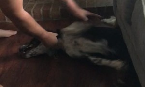 Collie Can't Escape the Couch