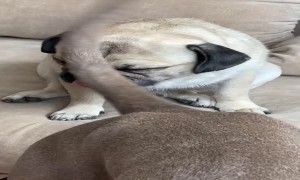 Pug Shows Unbelievable Patience