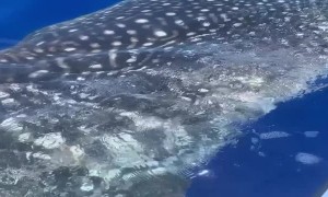 Whale Shark Gets Up Close to Fishing Boat