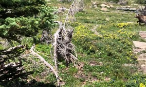 Bear Chases Mountain Goats Near Hiking Trail
