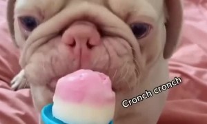 Pug crunches down on ice cream cone instead of licking it